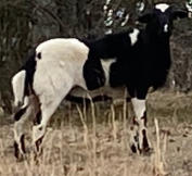 Rocking Rip Katahdin Ram, Rocking TLC Farms